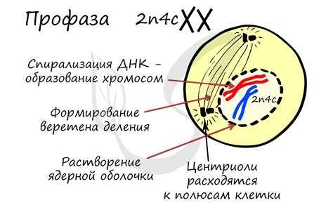 Профаза: определение и функции этапа фазы профазы 2n4c