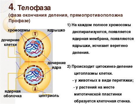 Профаза: роль и значение профазы для клеточного деления