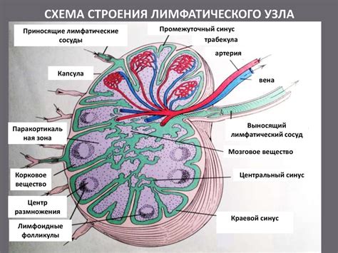 Профессиональная ответственность: зачем нужна точная диагностика невидимого лимфатического узла