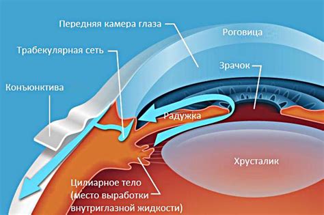 Профилактика гнилостного воспаления глазной камеры