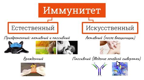 Профилактика и поддержание иммунитета при низком уровне иммуноглобулина Е