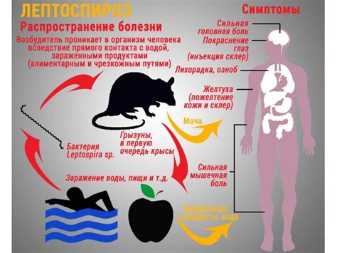 Профилактика лептоспироза