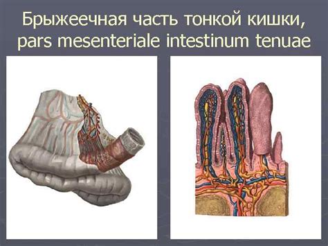 Профилактика лимфаденопатии брыжейки тонкой кишки