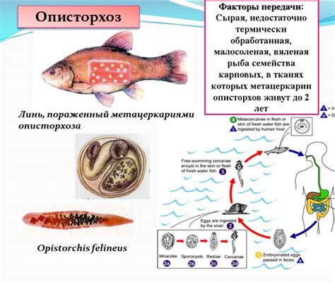 Профилактика описторхоза IgG положительного у женщин