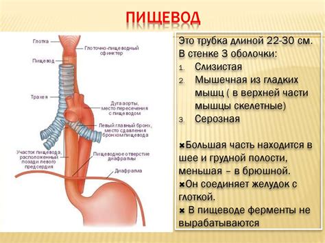 Профилактика рыхлой стенки пищевода