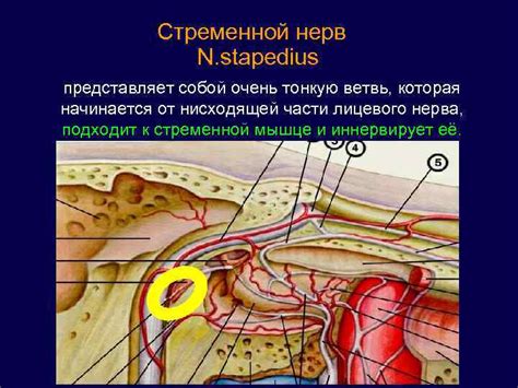 Профилактика стременной рюмки