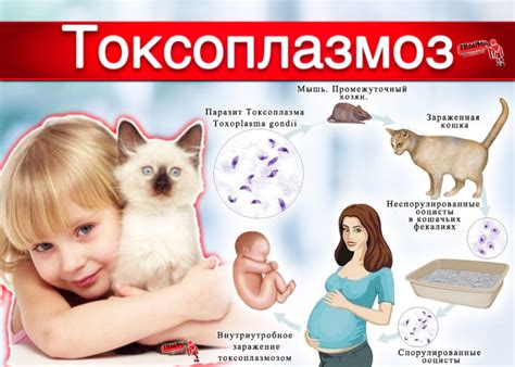 Профилактика токсоплазмоза