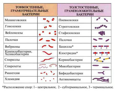 Профилактика флоры кокки