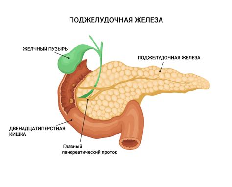 Профилактика экранирования хвоста поджелудочной железы