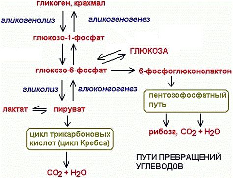 Процессы, зависящие от глюкозы