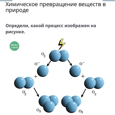 Процессы, которые происходят в недифференцированном талломе