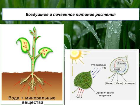 Процессы, происходящие в организме во время роста