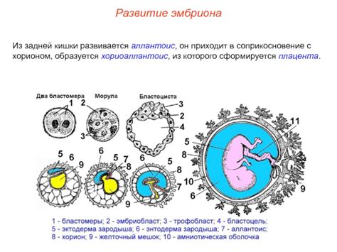 Процессы, связанные с хорионом