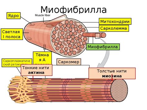 Процессы в мышечных волокнах