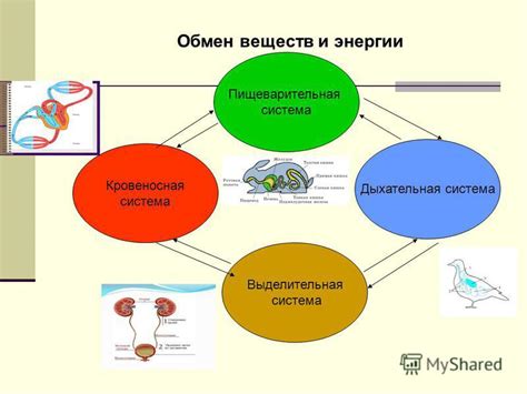 Процессы обмена веществ