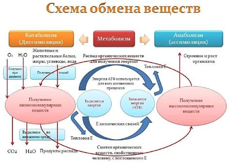 Процессы обмена веществ и энергии