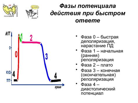 Процессы реполяризации и их значение