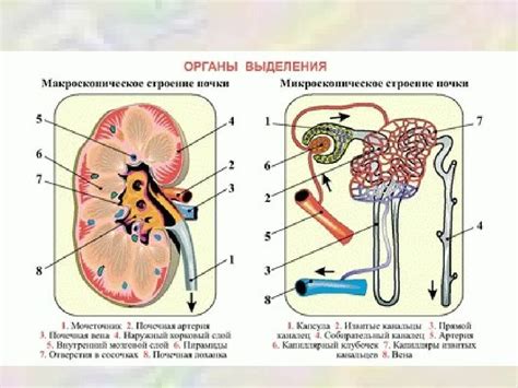 Процессы фильтрации и выделения в выделительной системе протонефридиального типа