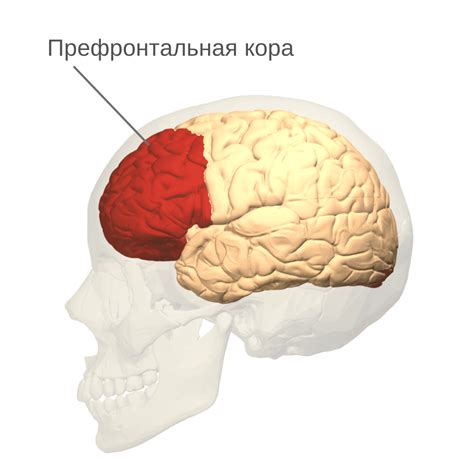 Процессы формирования личности и префронтальная кора