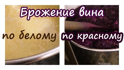 Процесс брожения вина