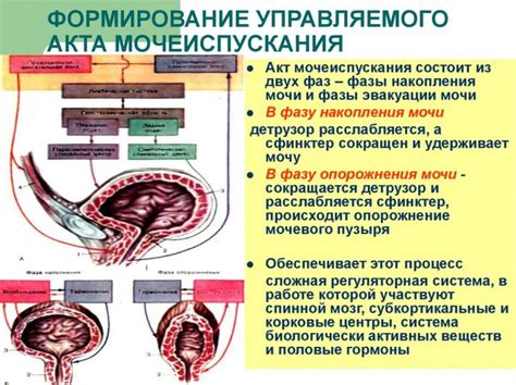 Процесс визуализации мочевого пузыря