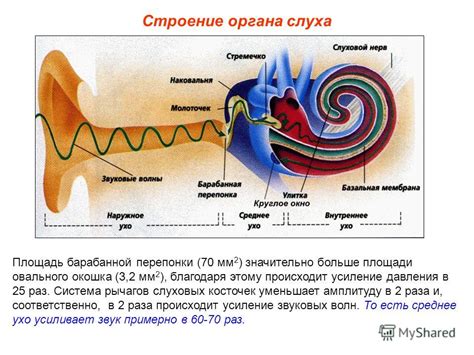 Процесс дифференциации слуховых косточек