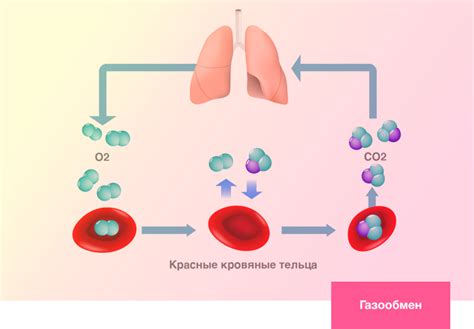 Процесс дыхания в легких