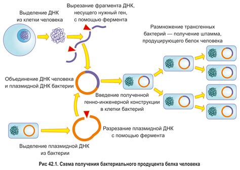 Процесс использования приемной ДНК в биотехнологии