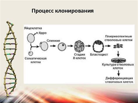 Процесс клонирования