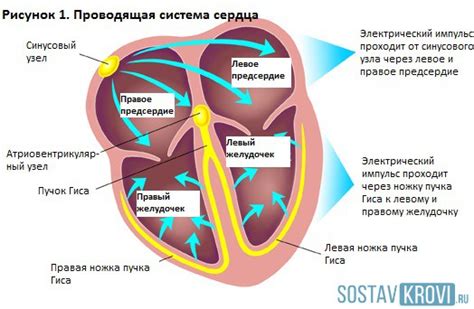 Процесс миграции водителя ритма