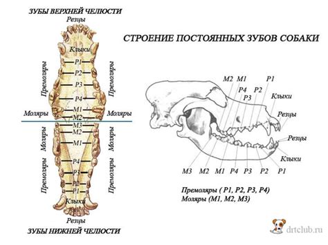 Процесс наточения зубов: от начала до конца