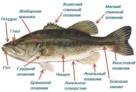 Процесс образования и выделения молока у рыб