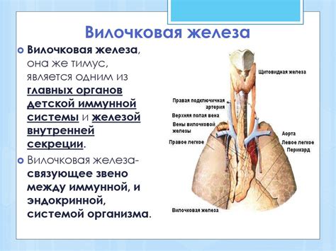 Процесс образования и развития вилочковой железы