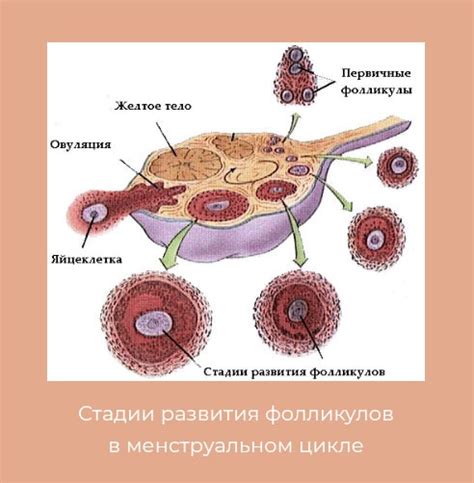 Процесс образования лидирующего фолликула