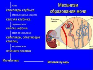 Процесс образования мочи в организме