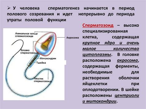 Процесс образования полиморфно-палочковой формы