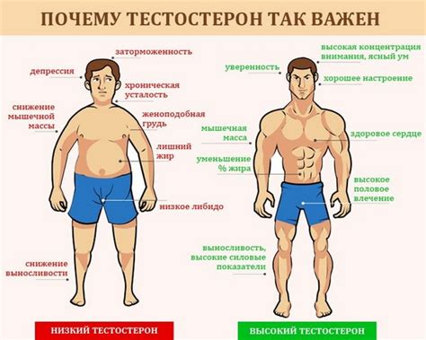 Процесс образования тестостерона