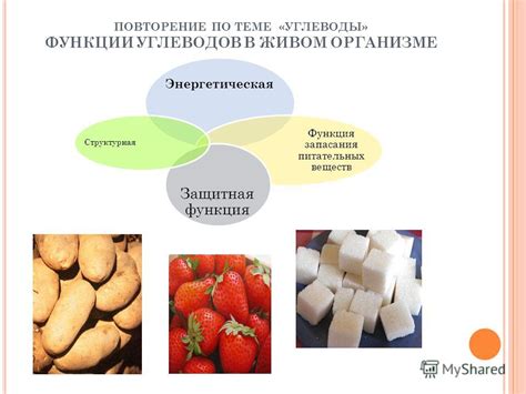 Процесс переработки углеводов в организме