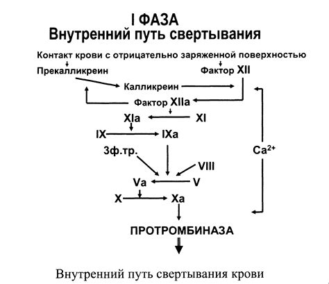 Процесс пожертвования красной крови