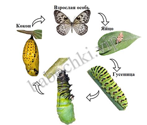 Процесс превращения: от куколки до бабочки