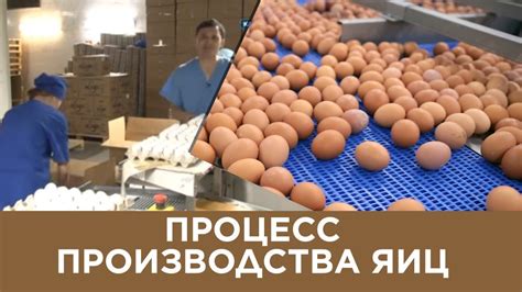 Процесс производства искусственных яиц