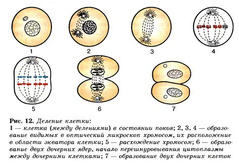 Процесс прямого деления клетки