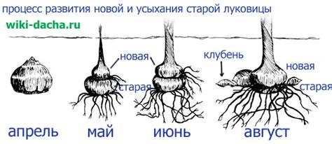 Процесс разборки луковицы