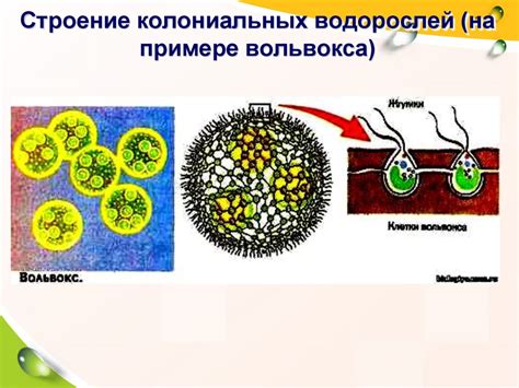 Процесс развития колониальных водорослей