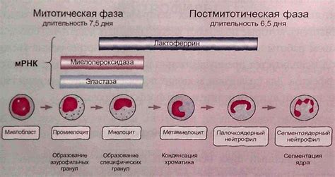 Процесс развития сдвига нейтрофилов