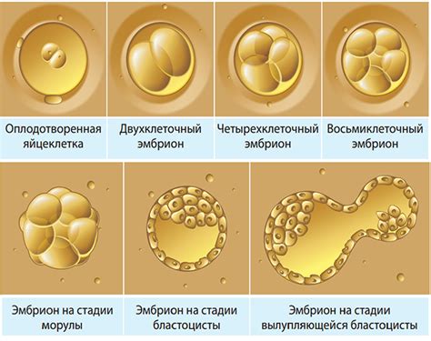 Процесс разделения эмбрионов