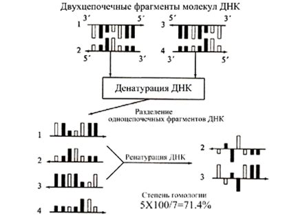 Процесс ренатурации