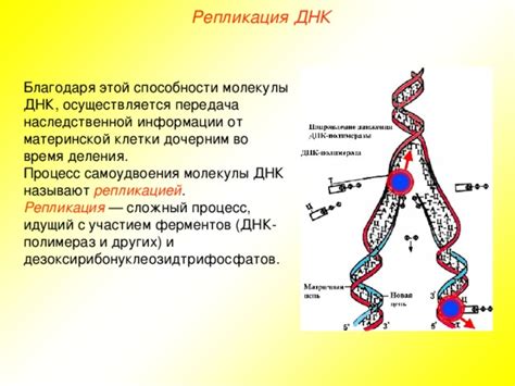 Процесс связывания ферментов с цепью ДНК