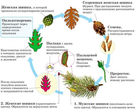 Процесс семенного размножения сосны