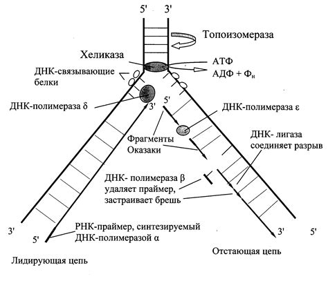 Процесс синтеза мономеров ДНК: ключевая роль ДНК-полимеразы